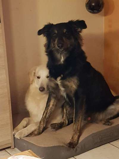 Hundetreffen-Spielkameraden gesucht-Bild