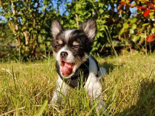 Welpen Bilder !-Beitrag-Bild