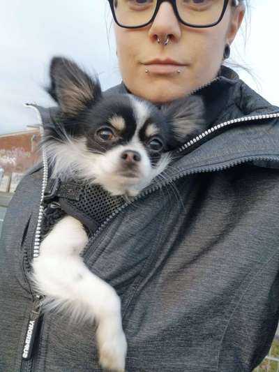 Winteroutfit für Hunde, yey or nej-Beitrag-Bild