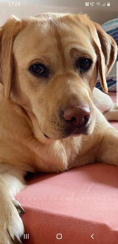 Labradorfans-Beitrag-Bild