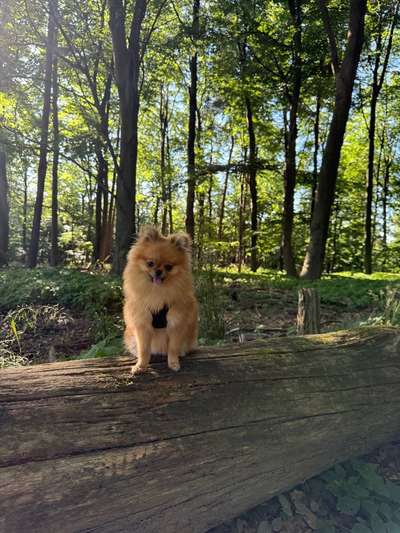 Hundetreffen-Gassirunde / Spielen-Bild