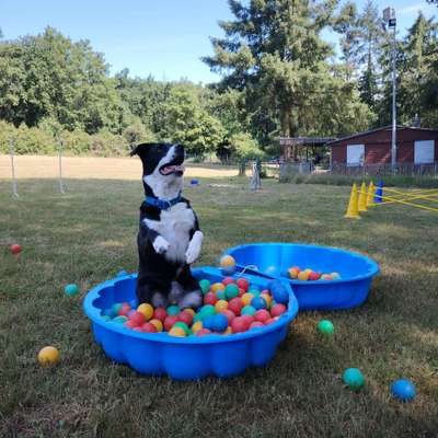 Hundetreffen-Zirkeltraining auf Mariahof-Bild