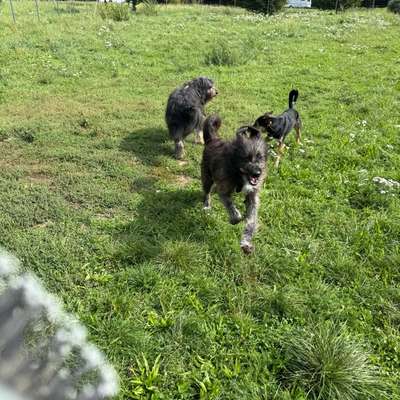 Hundetreffen-Sascha möchte freundliche energiefreudige Mitspieler treffen-Bild