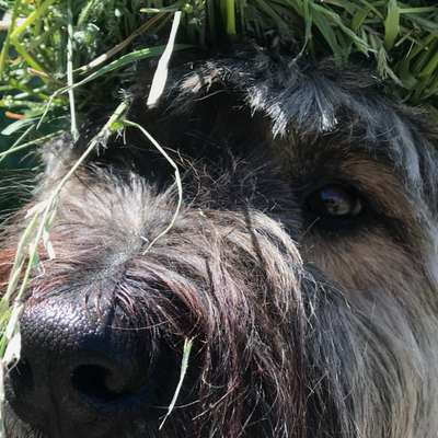 Hundetreffen-Welche Fellnase hat Bock auf energiereiche freundliche Begegnung eingezäunte FreifaufflächeEttlingen-Profilbild