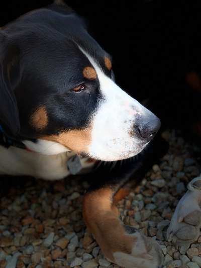 Schweizer Sennenhunde-Beitrag-Bild