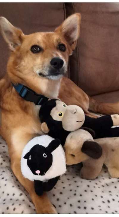 Dogorama Photo Challenge - Lieblingsspielzeug!-Beitrag-Bild