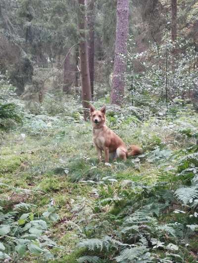 Zeigt mal die schönsten Bilder von euren Hunden !-Beitrag-Bild