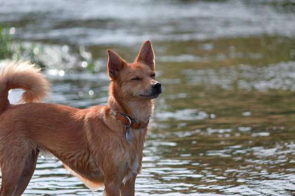 Mischlingshunde Foto Aufruf-Beitrag-Bild