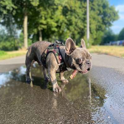 Hundetreffen-Spielerunde in Hohenschönhausen-Bild