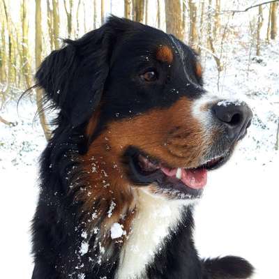 Hundetreffen-Dog walks-Bild