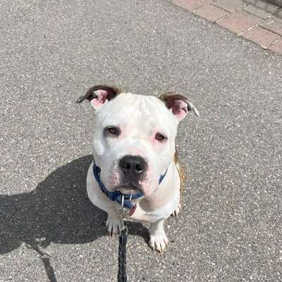 Hundetreffen-Social walk-Bild
