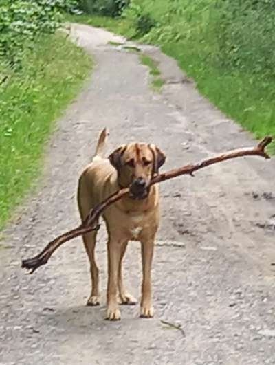 Hundetreffen-Gassirunde in Dülmen-Bild