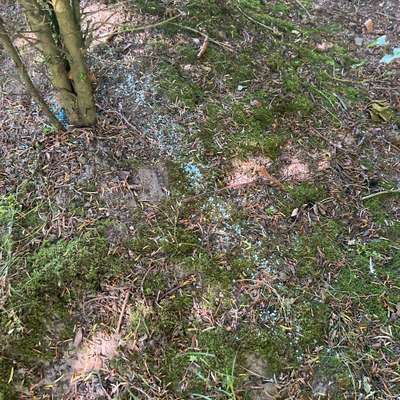 Giftköder-Blaukorn unter den Büschen verstreut-Bild