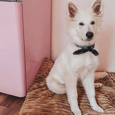 Hundetreffen-Gizmo sucht souveränen Buddy-Bild