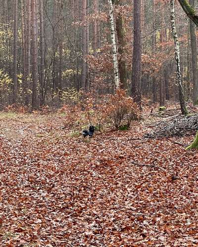 Hundetreffen-Gassi Runde für die kleinen Vierbeiner-Bild