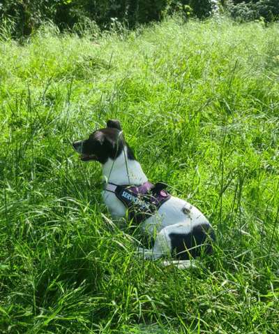 Die Dogorama Monats Challenge "Es grünt und blüht"-Beitrag-Bild