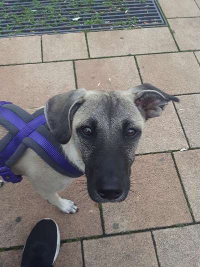 Die Dogorama Kalender Challenge 4/4-Beitrag-Bild