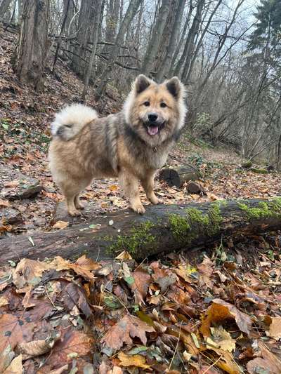 Eurasier hier?-Beitrag-Bild