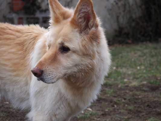 Mischlingshunde Foto Aufruf-Beitrag-Bild