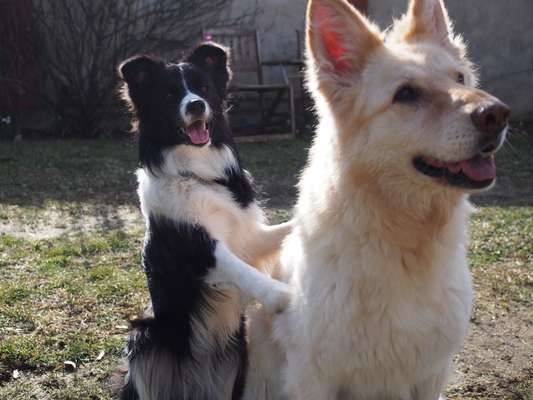 Dogorama Photo Challenge - Die besten Hundebuddys-Beitrag-Bild