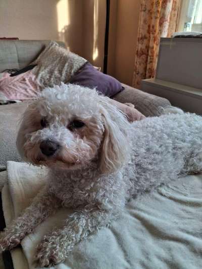 Welche Rasse ist es ?-Beitrag-Bild