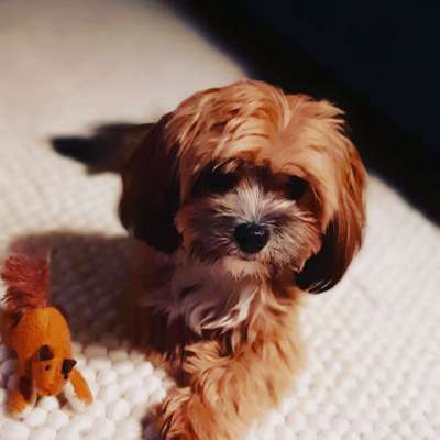 Bolonka Zwetna 🐾-Beitrag-Bild