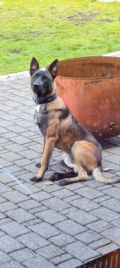 Zeigt eure Malinois!!!-Beitrag-Bild