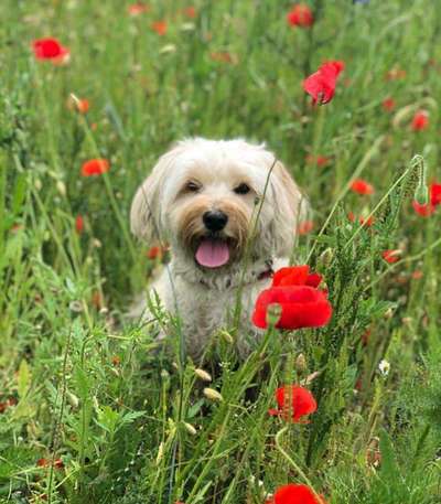 Die Dogorama Kalender Challenge Titelbild-Beitrag-Bild