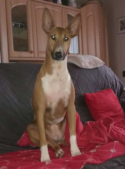 Podencomischling oder Podenco-Beitrag-Bild