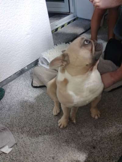 Hundetreffen-Spielen macht mehr Spaß mit Freunden.-Bild