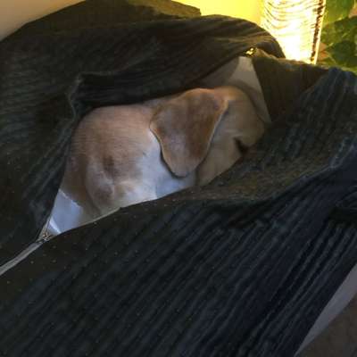 Welche Verletzungen habt ihr durch euren Hund erlitten?-Beitrag-Bild