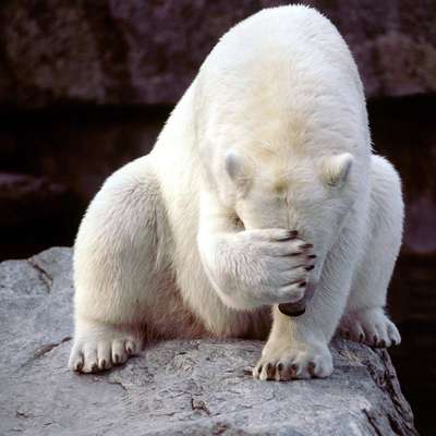 Gefährliche Hundebegegnungen-Beitrag-Bild