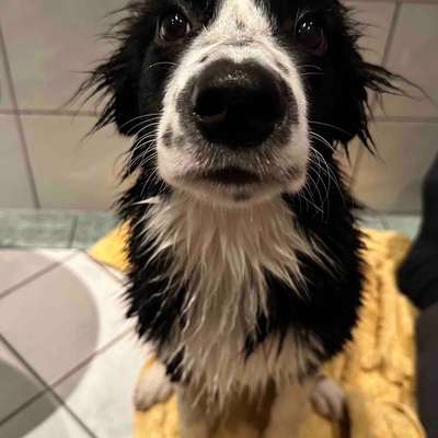 Mit oder ohne Unterfell?-Beitrag-Bild