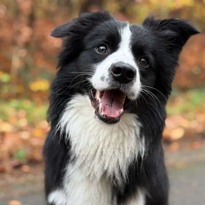 Welche Verletzungen habt ihr durch euren Hund erlitten?-Beitrag-Bild