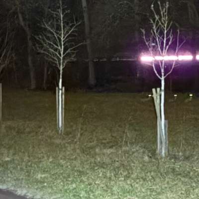 Leinenpflicht – nervige Einschränkung oder sinnvoller Schutz?-Beitrag-Bild