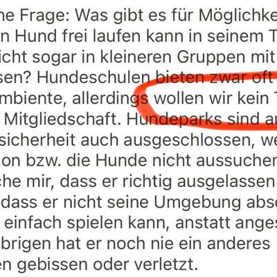 Wo kann mein Hund endlich frei laufen?-Beitrag-Bild