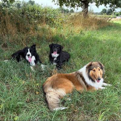 Hund im Kaufrausch-Beitrag-Bild