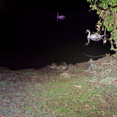 Leinenpflicht – nervige Einschränkung oder sinnvoller Schutz?-Beitrag-Bild