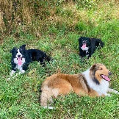 Leinenpflicht – nervige Einschränkung oder sinnvoller Schutz?-Beitrag-Bild