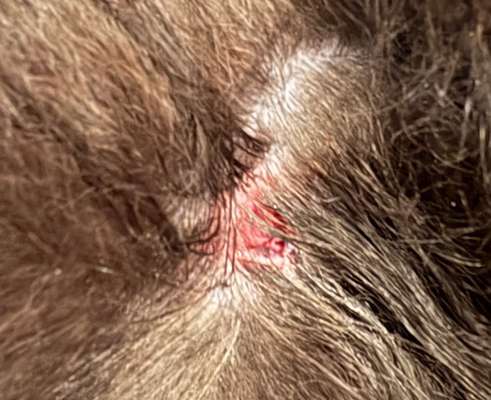 Tipps bei Bissverletzung?-Beitrag-Bild