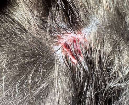 Tipps bei Bissverletzung?-Beitrag-Bild