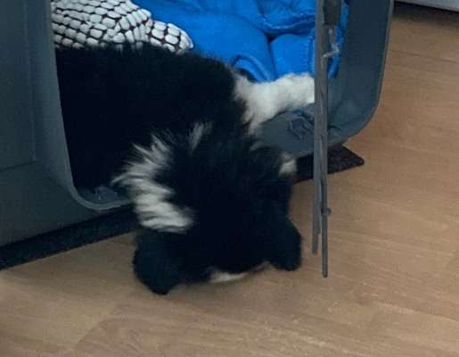 Adaptil Halsband zur Beruhigung-Beitrag-Bild