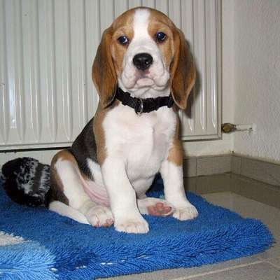 Welche Verletzungen habt ihr durch euren Hund erlitten?-Beitrag-Bild