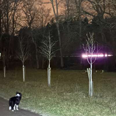 Whippet-Beitrag-Bild