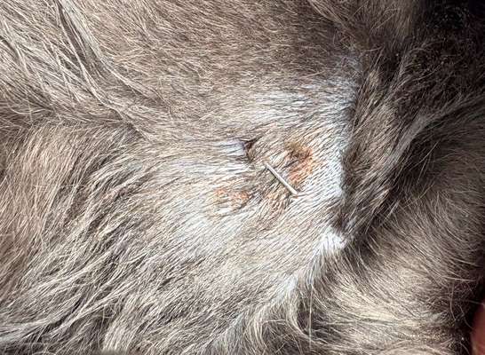 Tipps bei Bissverletzung?-Beitrag-Bild