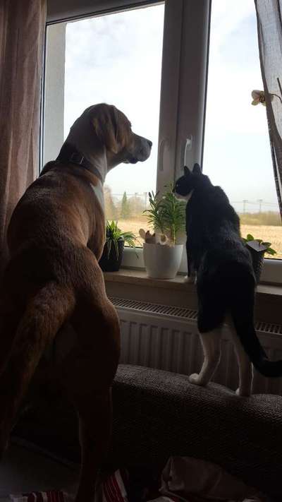 Fotochallenge Nr. 51 "Euer Hund mit anderen Tieren"-Beitrag-Bild