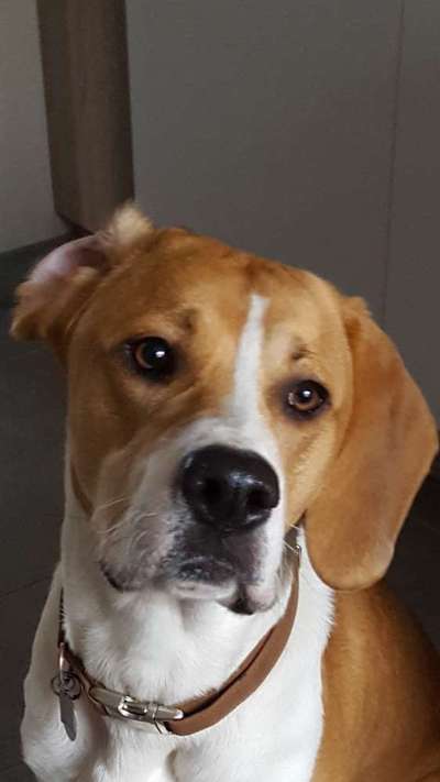 Die Dogorama Kalender Challenge Titelbild-Beitrag-Bild