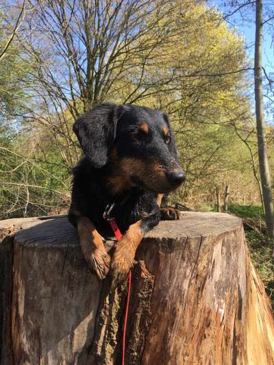 Suche Jagdterrier halter-Beitrag-Bild