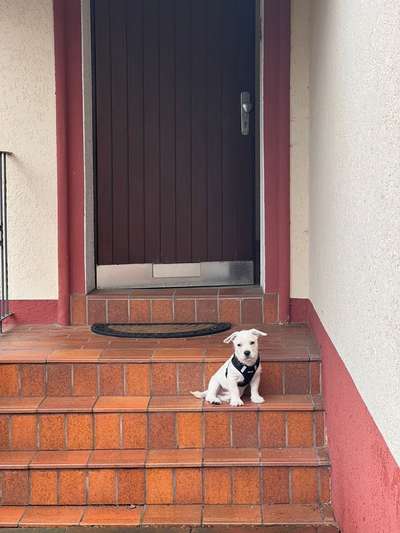 Hundetreffen-Spielen, Toben, Lebensfreude-Bild