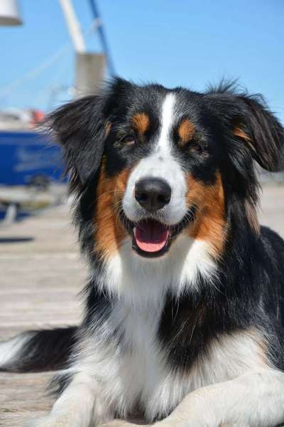 Dein Hund im Dogorama-Kalender 2021-Beitrag-Bild